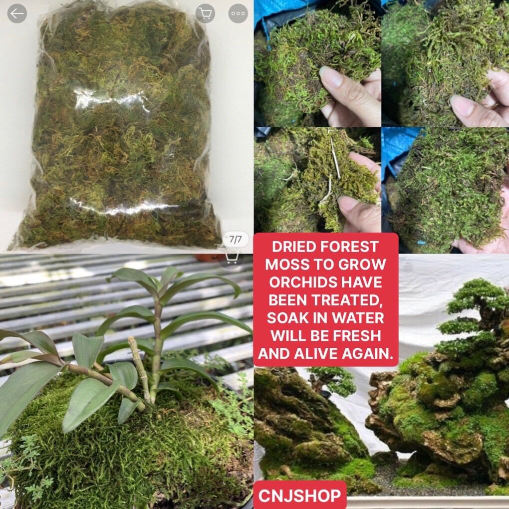 Terrarium Ornament Rainforest Diorama Supplies Artificial Preserved Moss  Enchanted Forest Party Decorations Floral Assorted