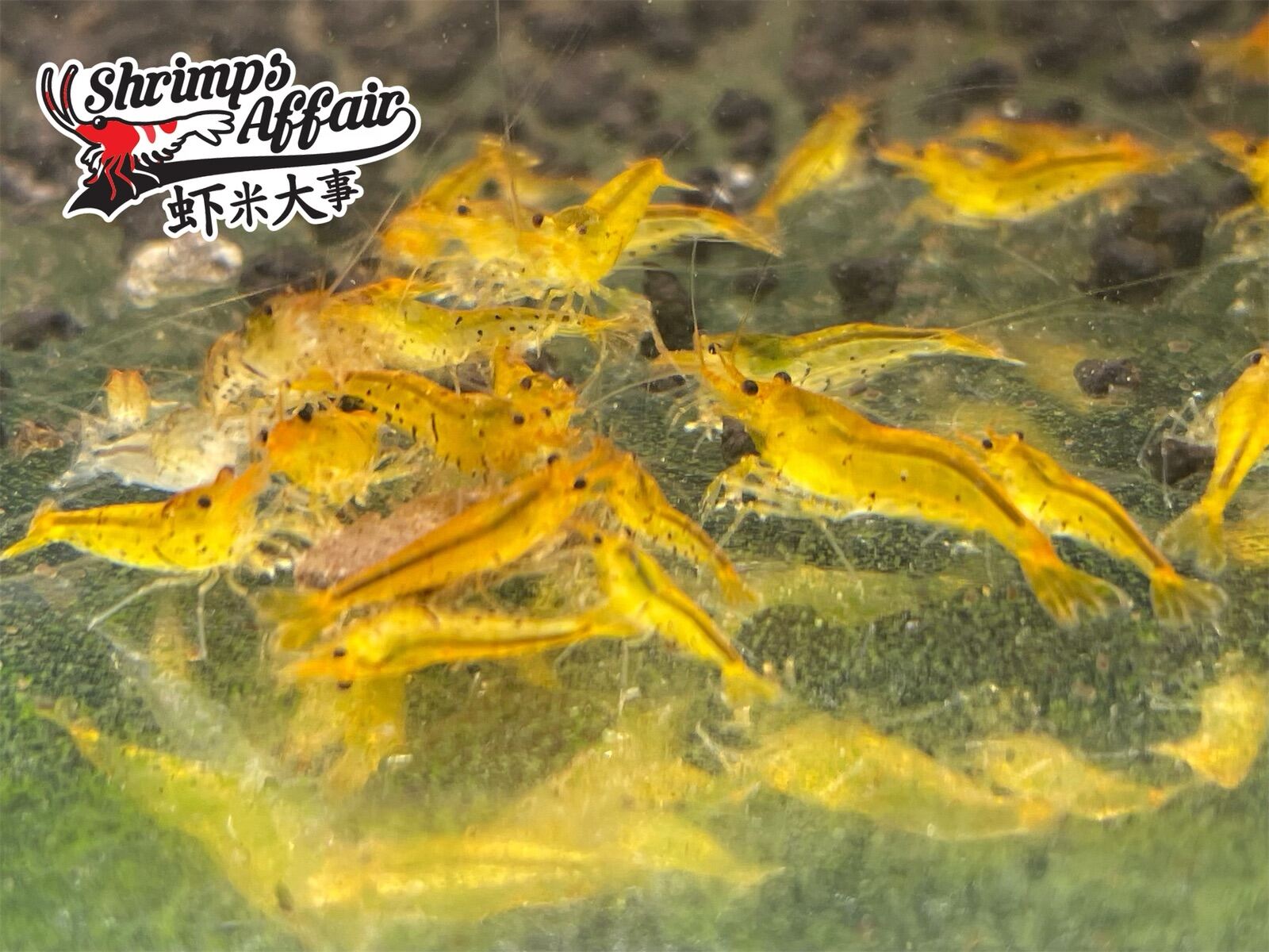 TANGERINE TIGER JUVENILE  [LIVESTOCK} {SHRIMP} {SHRIMPS AFFAIR}. 