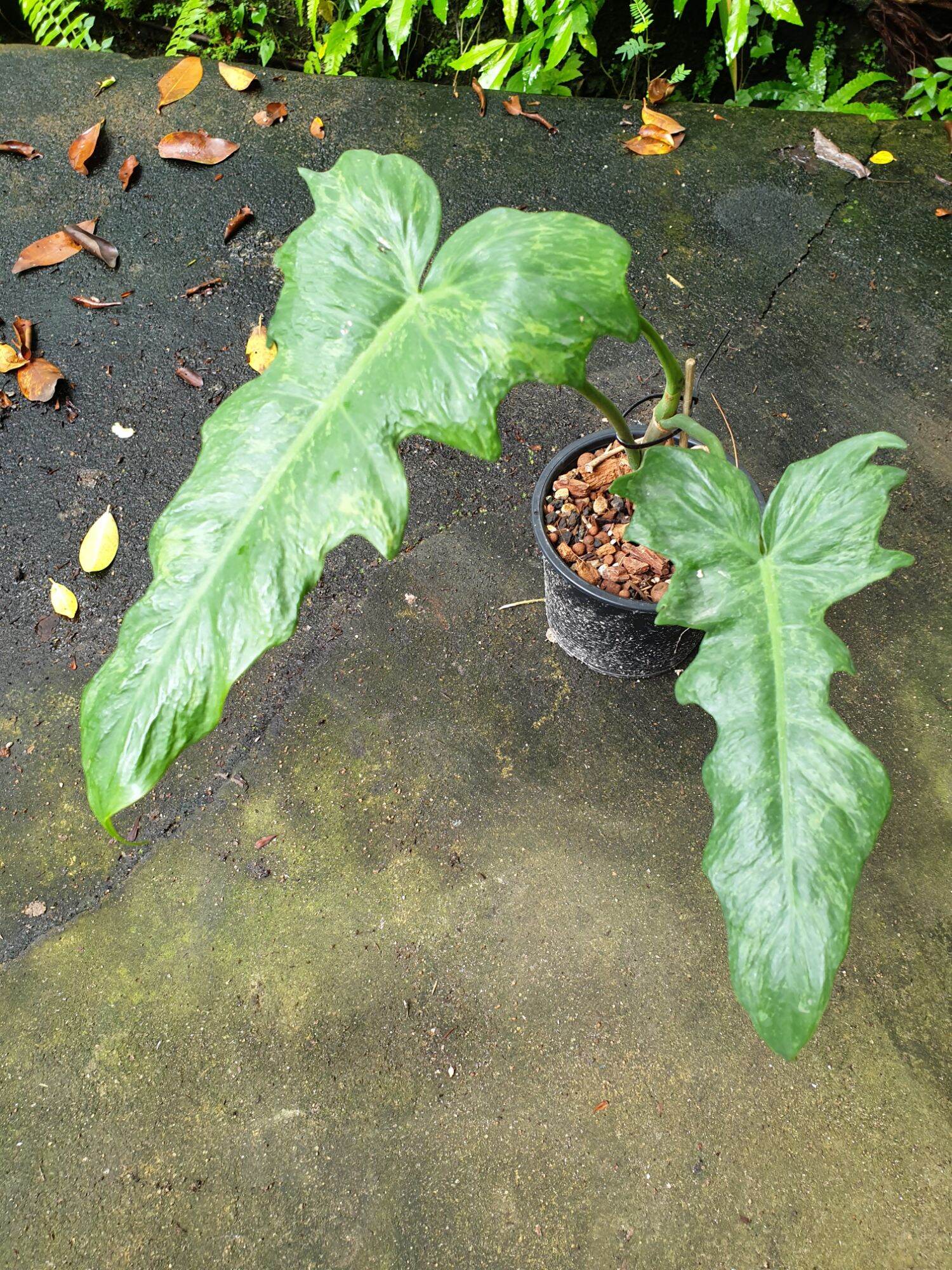 mandrake plant Mandrago the Mandrake Root