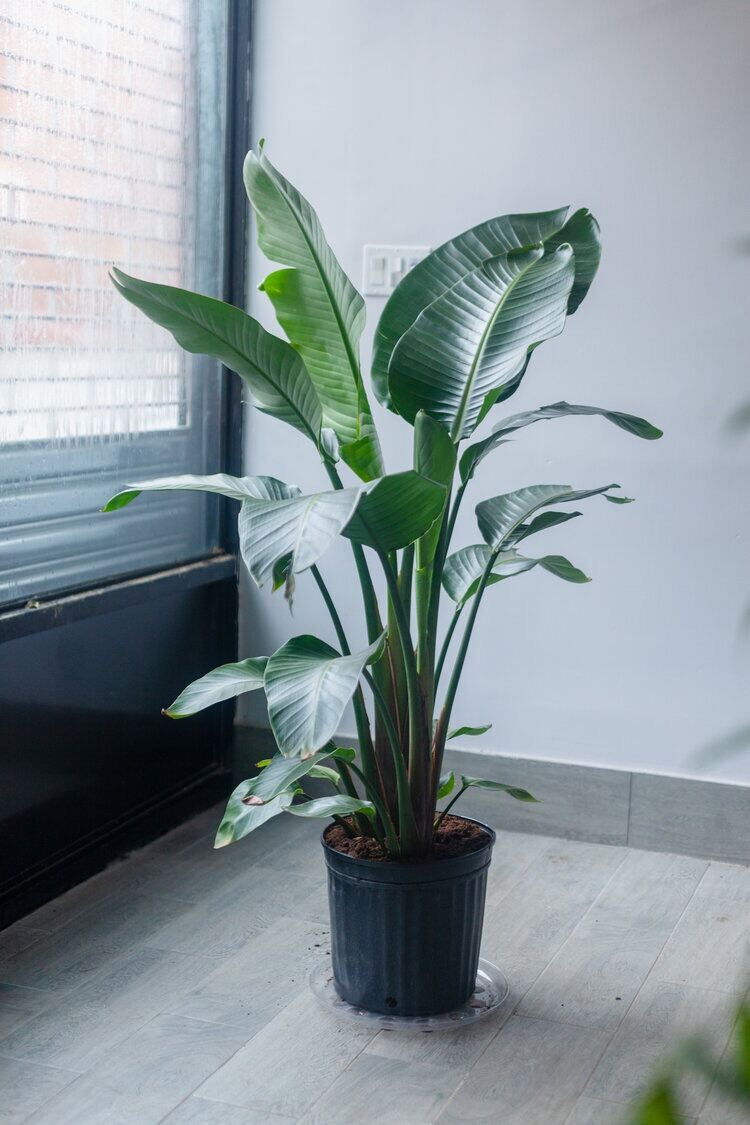 SG ??Store] Strelitzia reginae, Birds / Bird of Paradise Tropical Potted  Plant (1 to  height) | Lazada Singapore