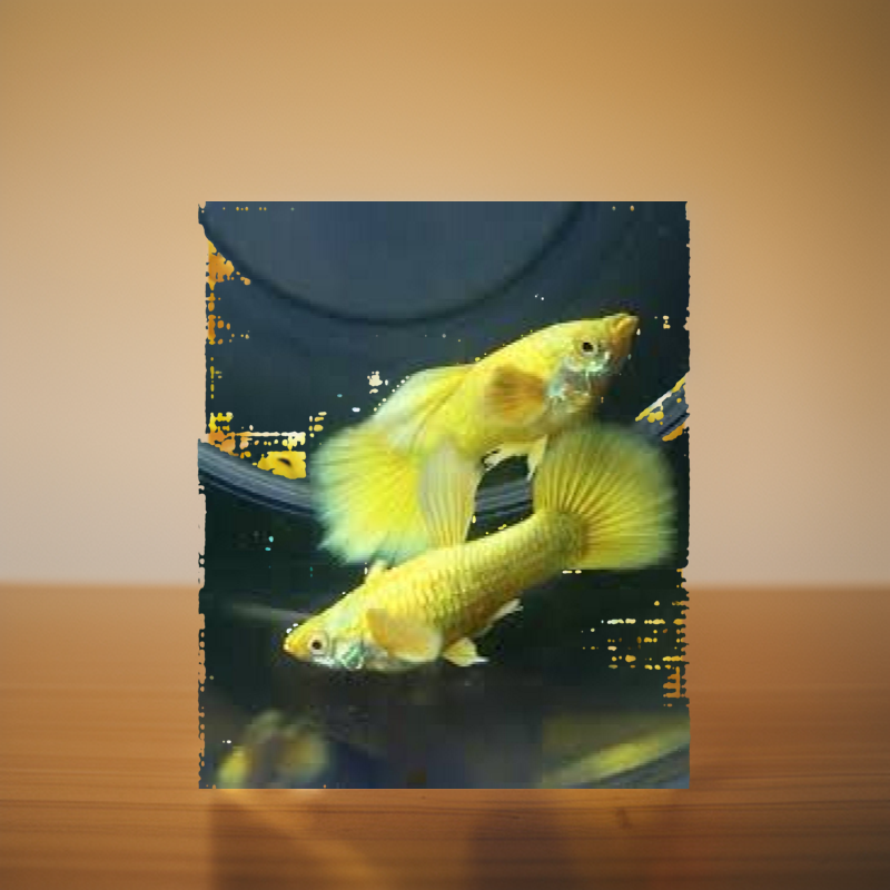 Guppy- Full gold (2 cặp trống-mái)
