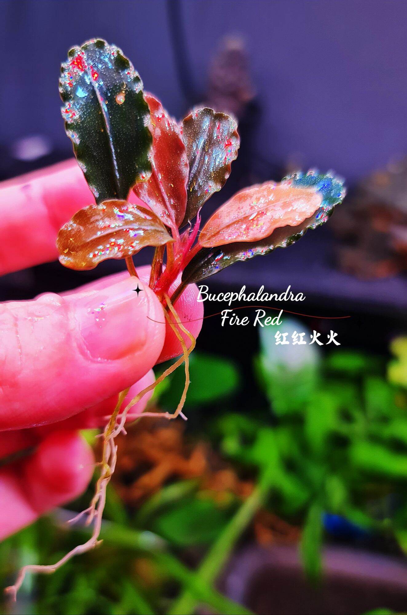 Bucephalandra Live Aquatic Plants - Assorted Species, Potted