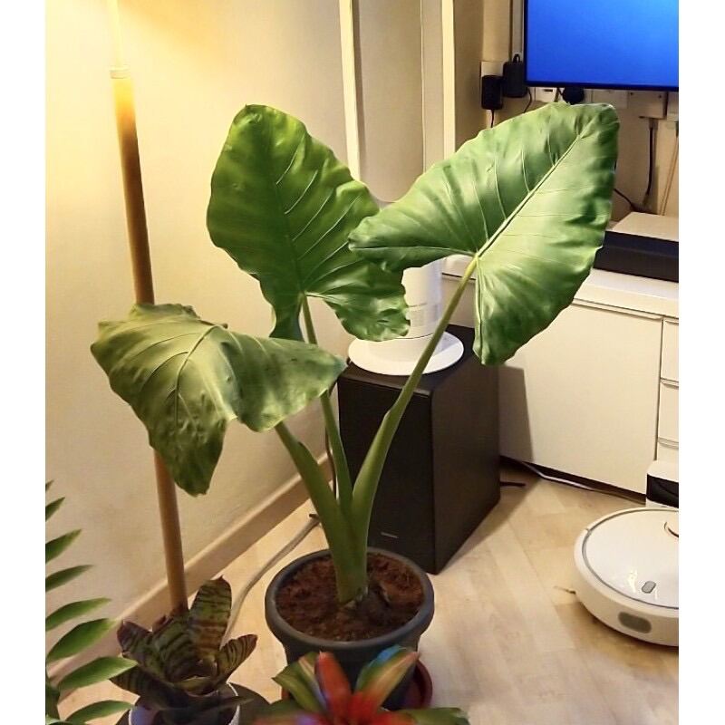 SG ??Store] Alocasia macrorrhizos, Elephant Ear () - Large, green  tropical leaves perfect for any home! | Lazada Singapore