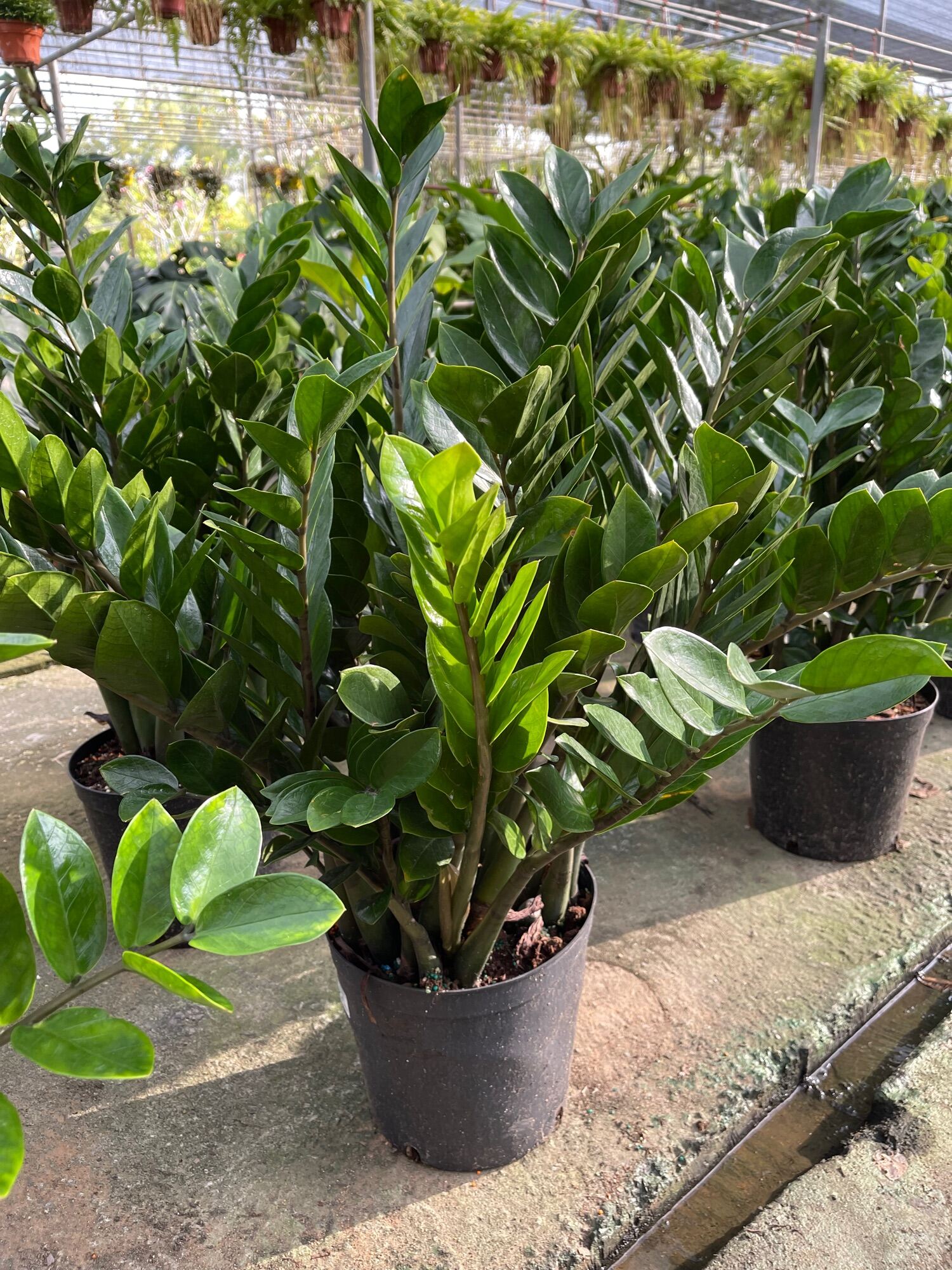 Zamioculcas Zamiifolia 金钱树 big pot real live plant bundle FREE