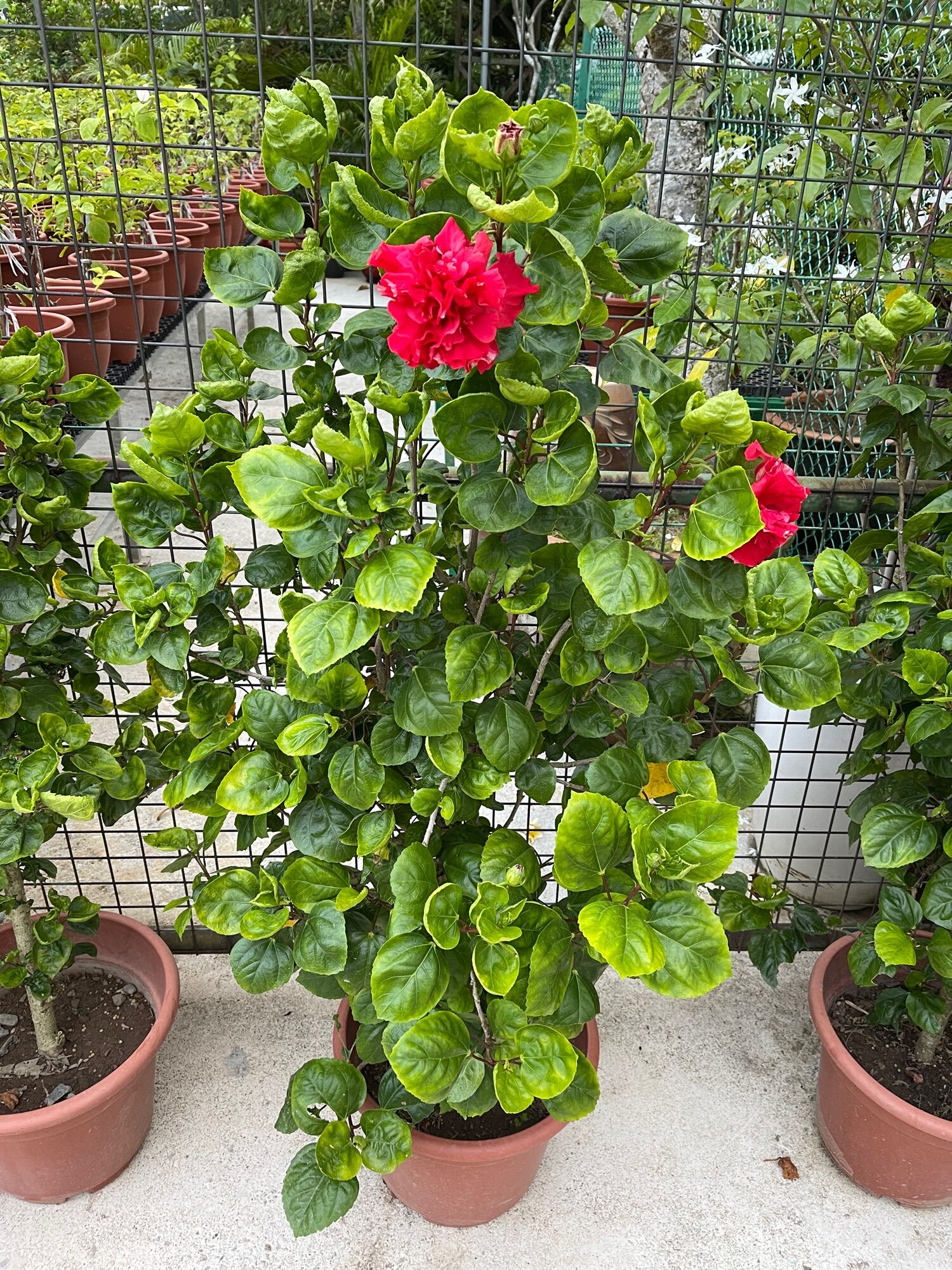 Hibiscus Live Plant Bundle - Potted Pink Flower Plant For Indoor