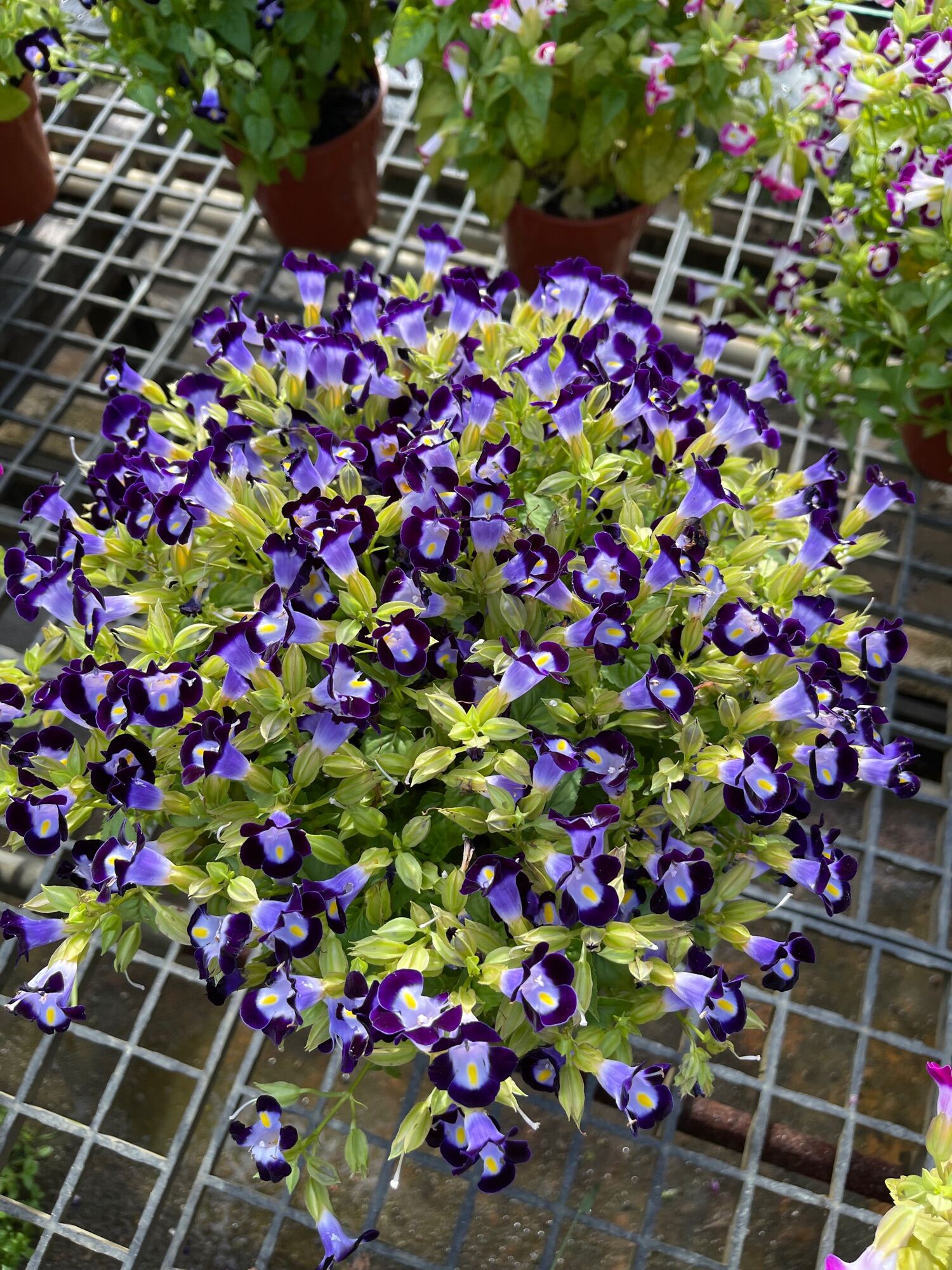 Torenia wishbone flower small size real plant free extra organic soil ...