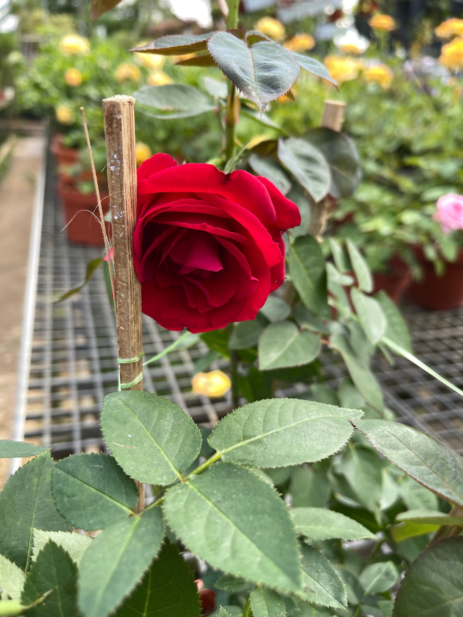 Rose Red flower 15.15m height real live plant free organic