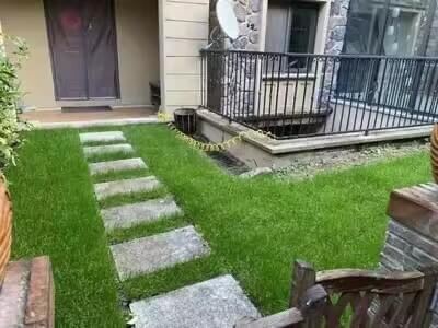 Carpet grass real live Japanese grass plant (10-100pcs bundle deal)  0.3meter x 1.5meter real live plant including installation. 