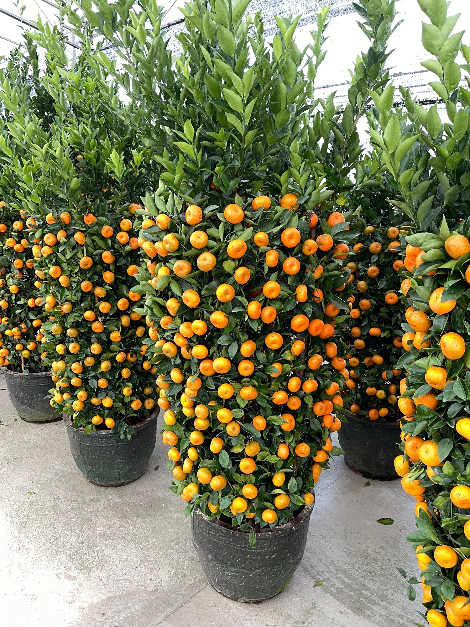 Mandarin orange Chinese New Year Gift 0.5m,1.2m,1.5m,1.8m,2.3meter ...