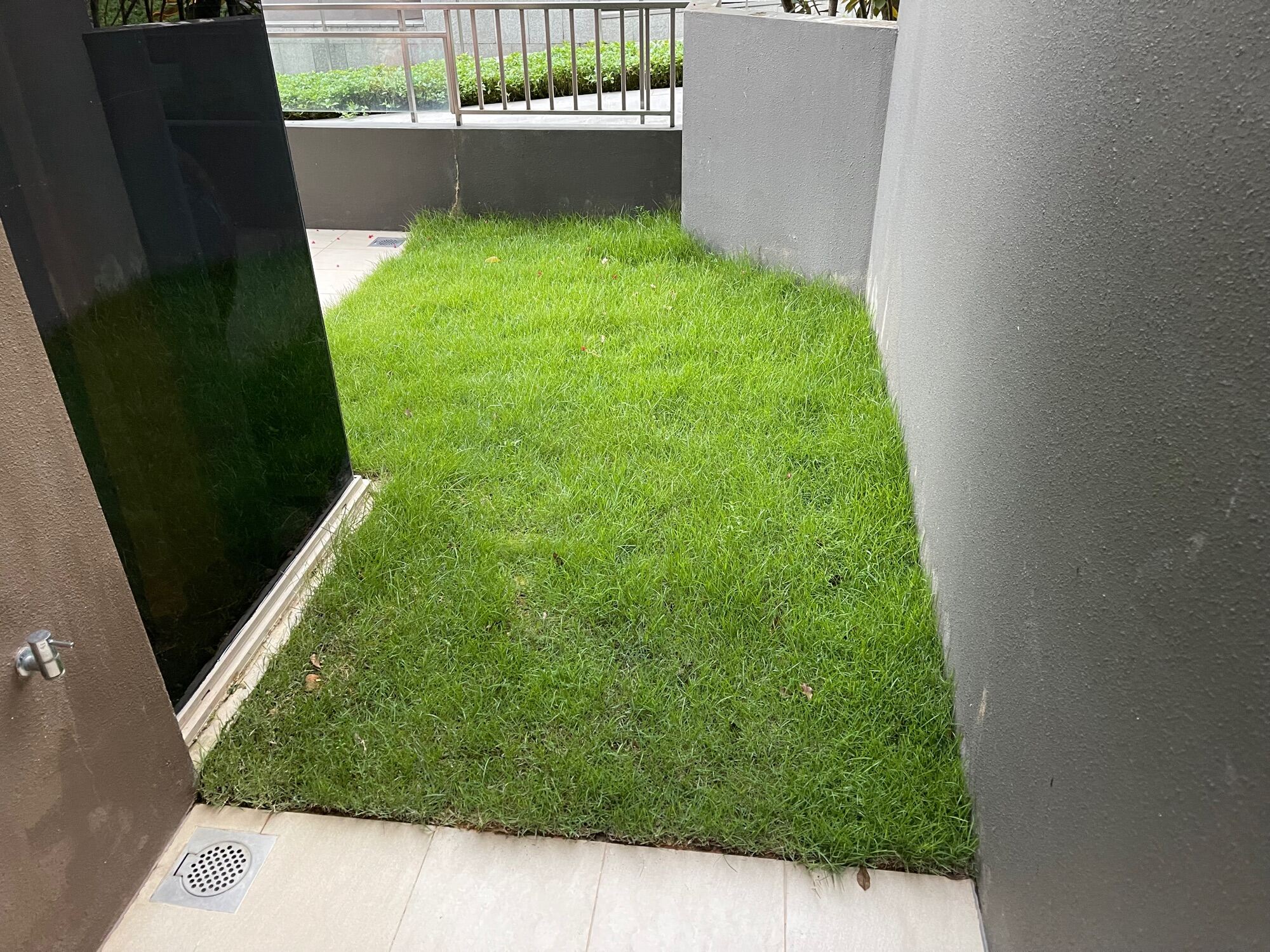 Carpet grass real live Japanese grass plant (10-100pcs bundle deal)  0.3meter x 1.5meter real live plant including installation. 