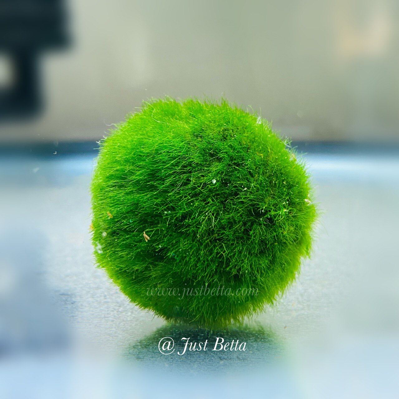2cm 4cm Marimo Moss Balls Live Aquarium Plant Algae Fish Shrimp Tank  Ornament Simulation Green Algae Balls Artificial Plant