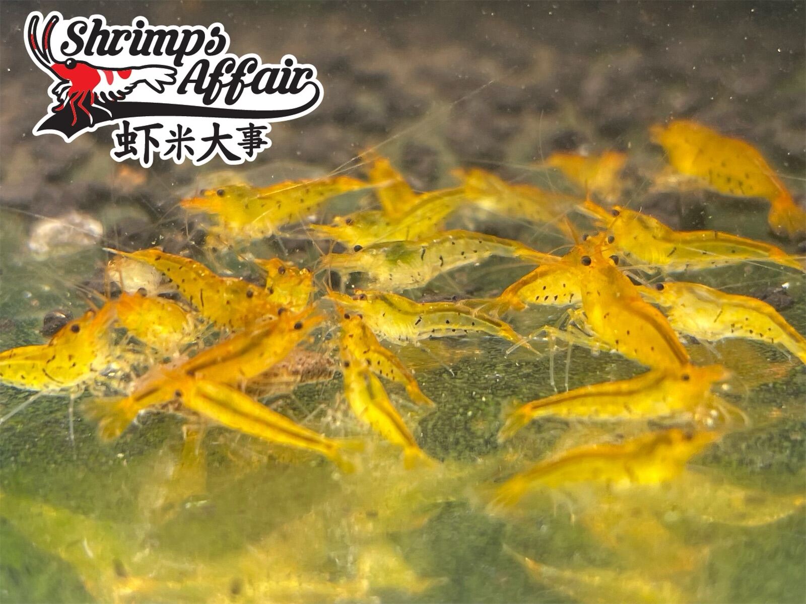 TANGERINE TIGER JUVENILE  [LIVESTOCK} {SHRIMP} {SHRIMPS AFFAIR}. 