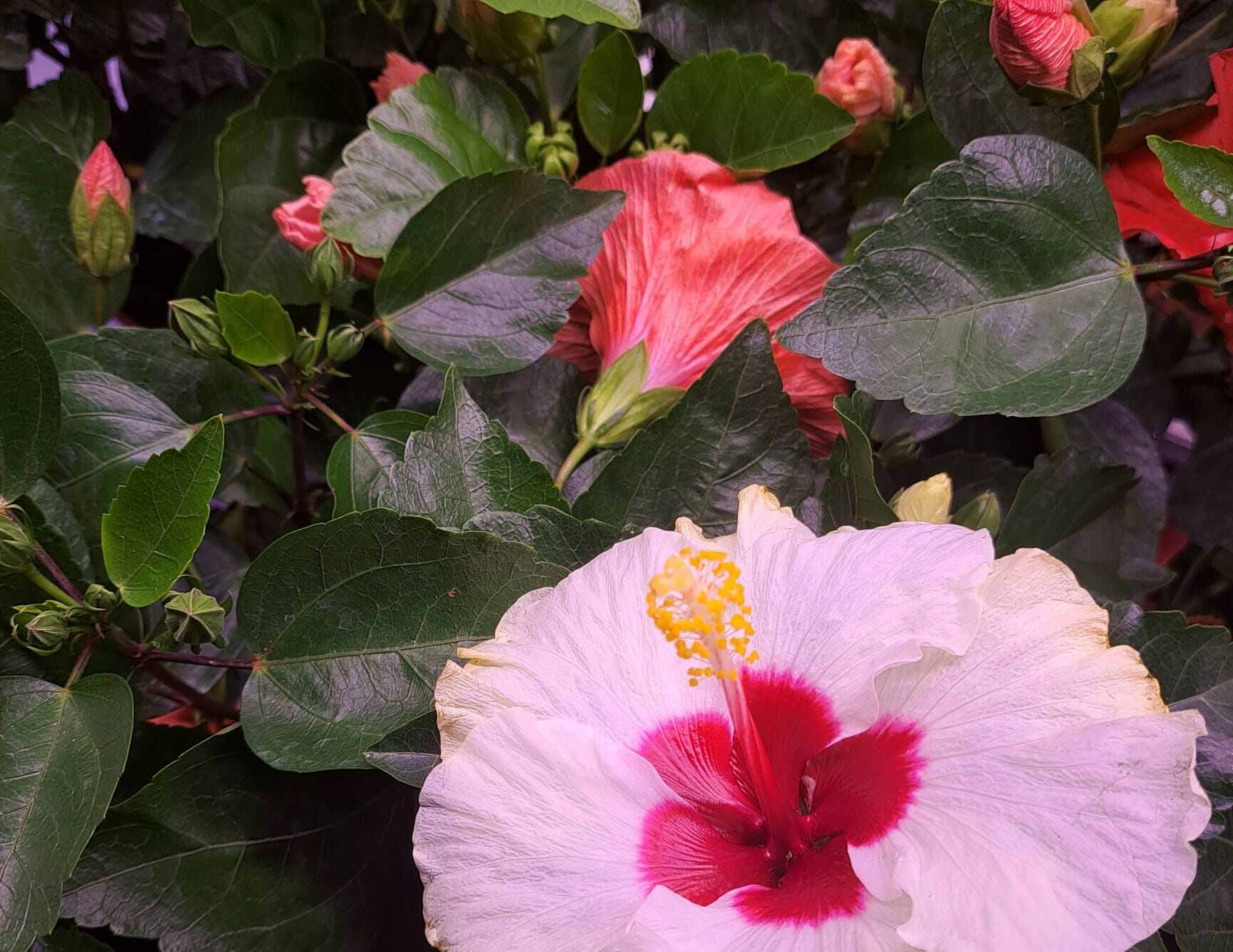 Hibiscus Live Plant Bundle - Potted Pink Flower Plant For Indoor