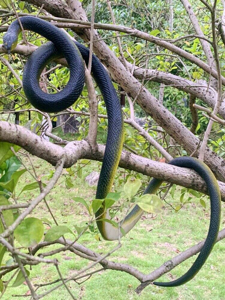 Scary Realistic Soft Rubber Snake Model Toy Fake Animal Decoration for Prank Children Play Dolls Life Size Cobra Python