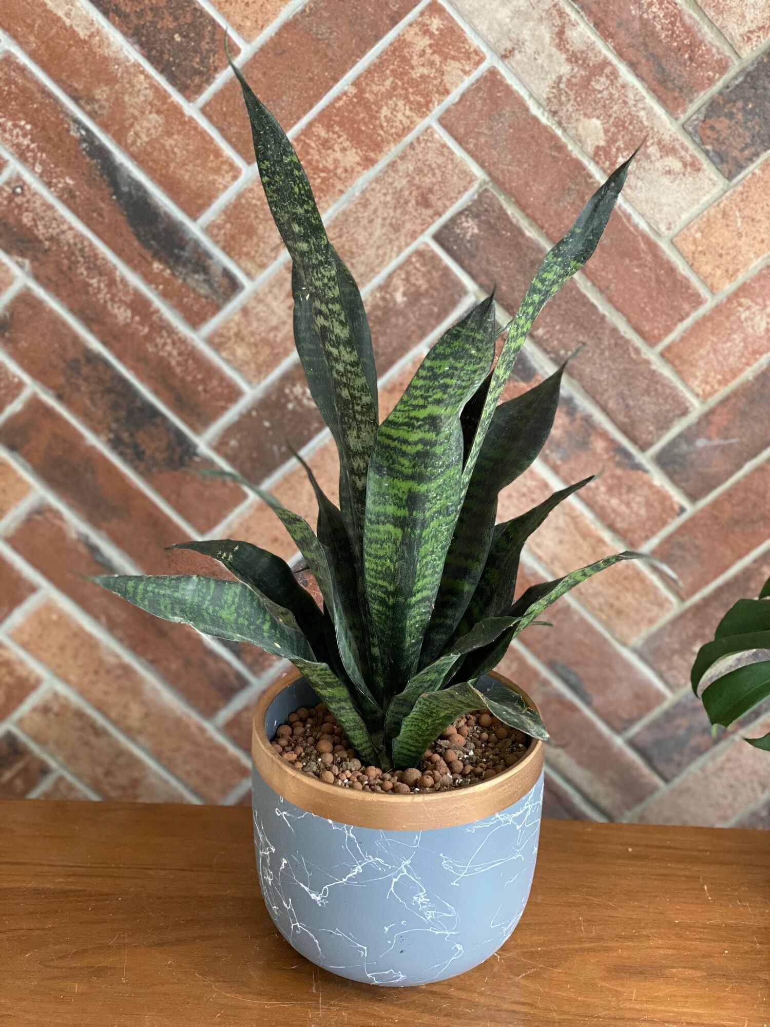 Beautiful real snake plant potted in grey pot Snake plant