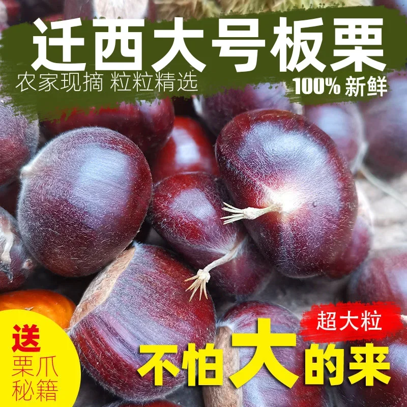 2021 Qianxi Raw Chestnut Farm Super Large Yanshan Raw Chestnut 3 Jin 5 Jin Oil Chestnut Fresh Chestnut Raw Fresh