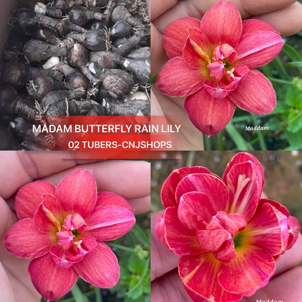 madam-butterfly-rain-lily-02-tubers-lazada-singapore