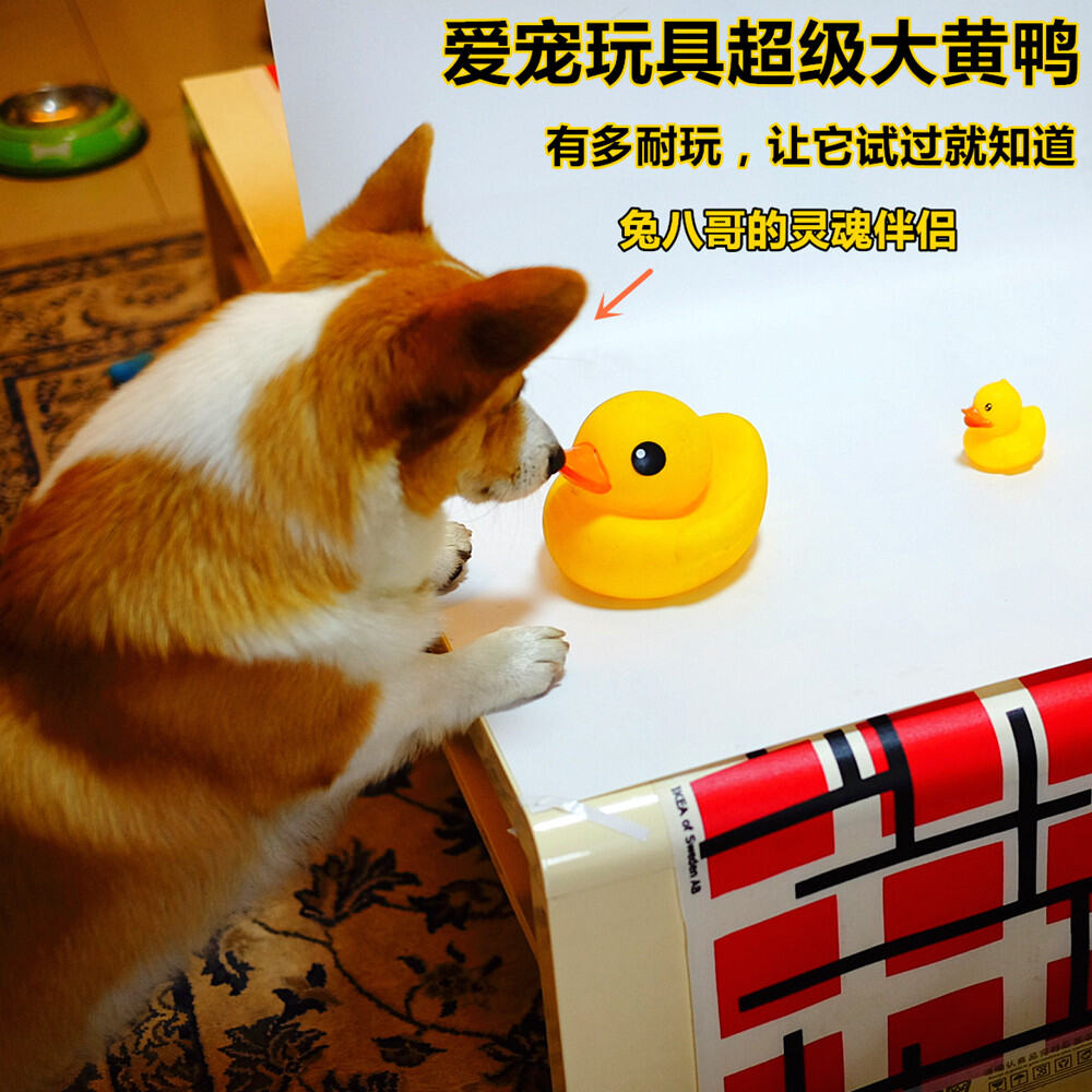 corgi rubber duck