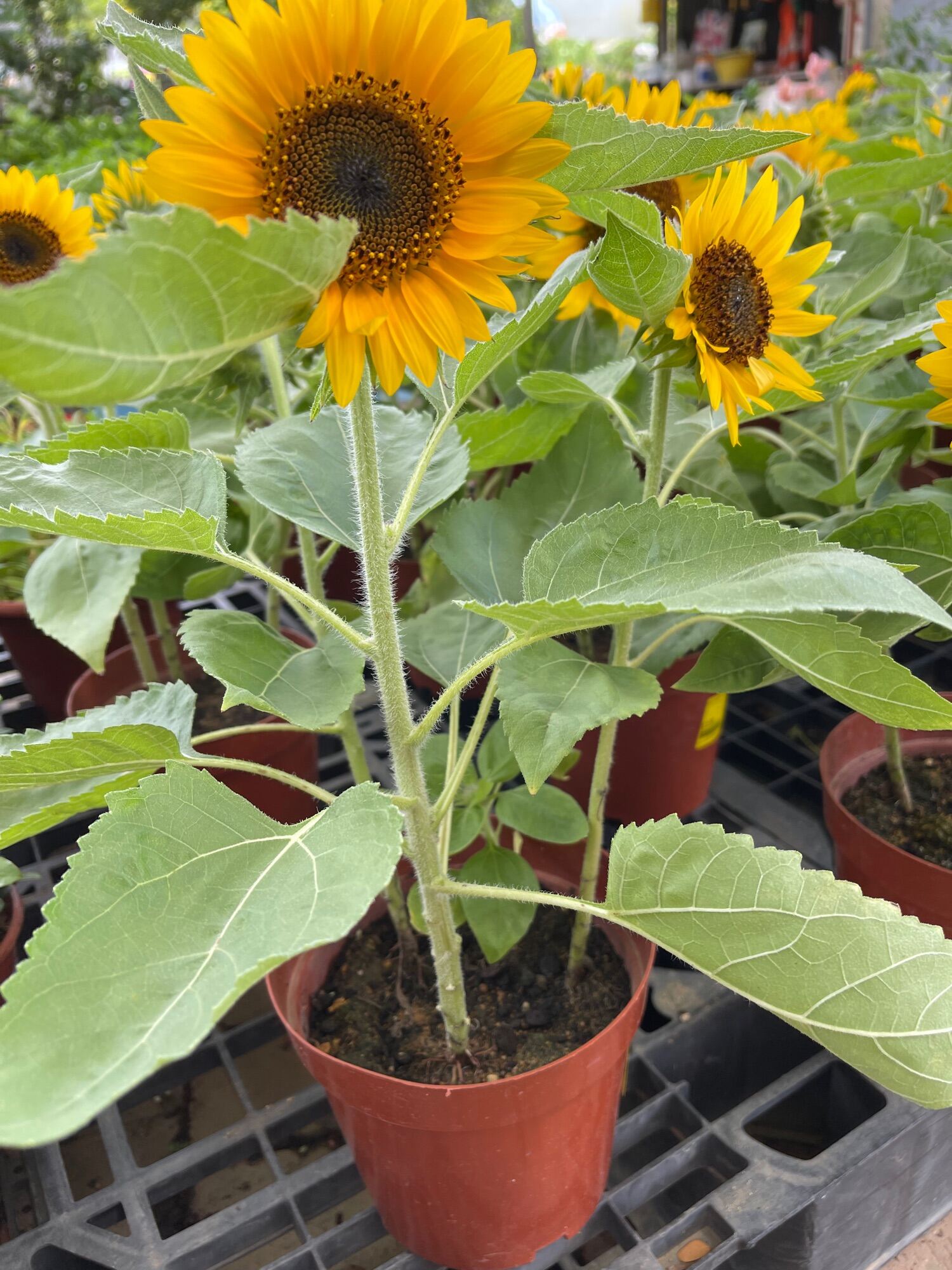 Sunflower Real live plant bundle FREE fertilizer 0.5kg and FREE organic