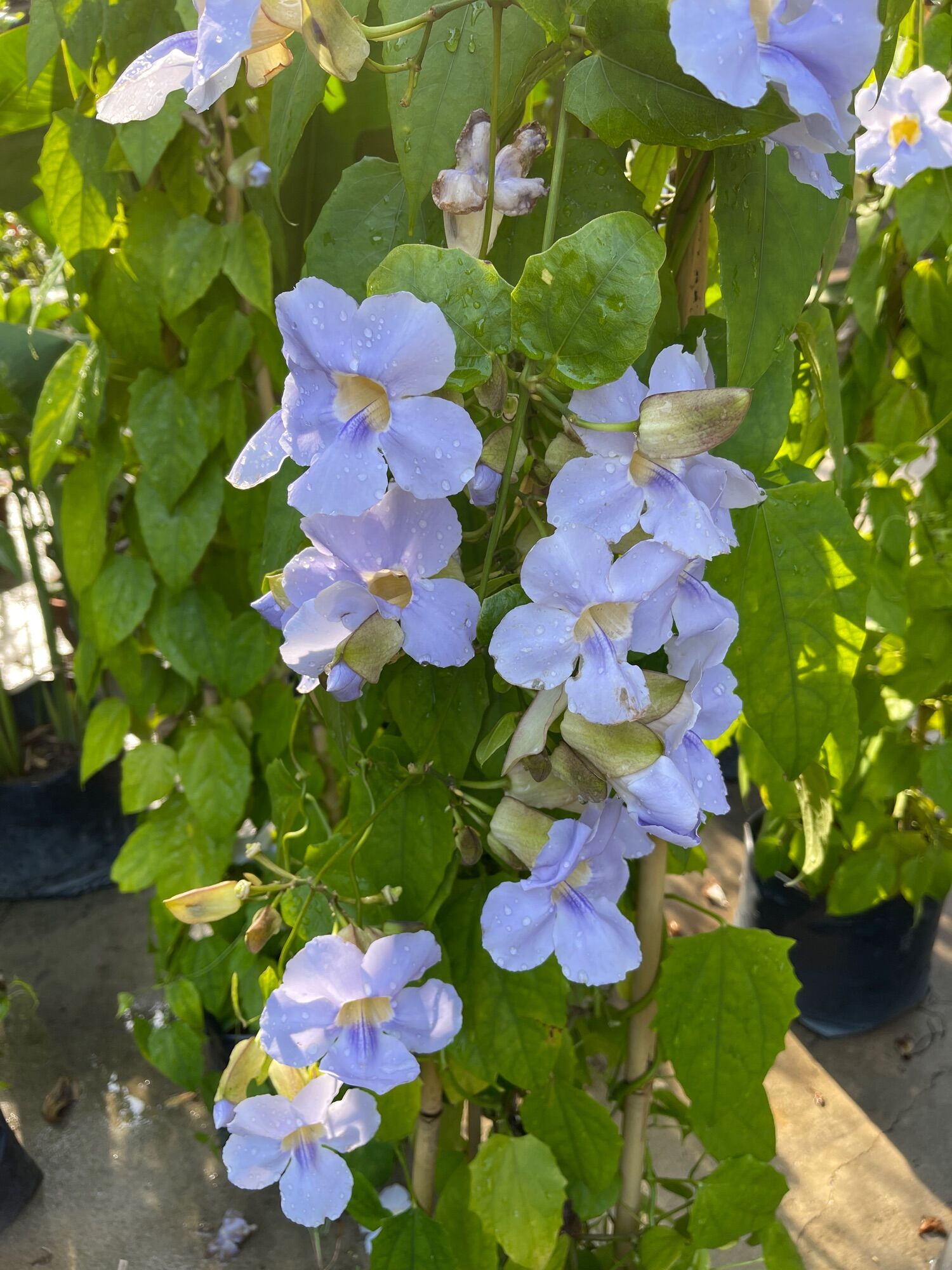 Thunbergia Grandiflora 1 8m Height Real Live Plant Free Organic