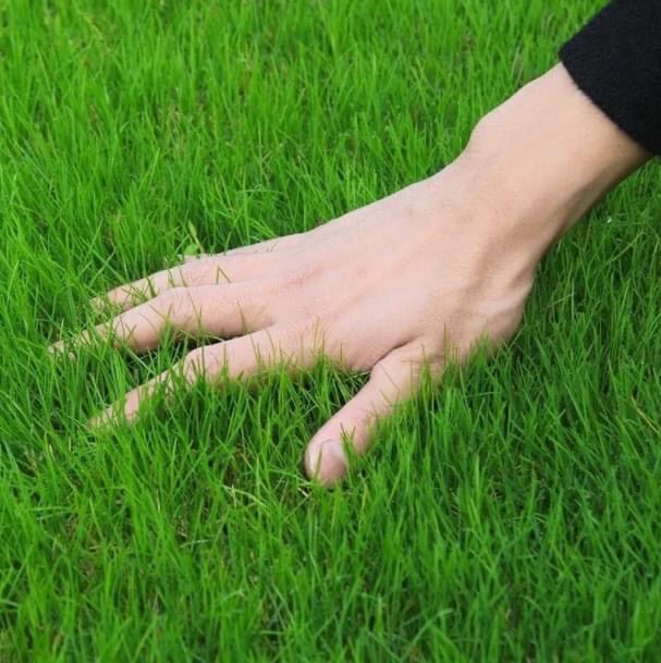Carpet grass real live Japanese grass plant (10-100pcs bundle deal)  0.3meter x 1.5meter real live plant including installation