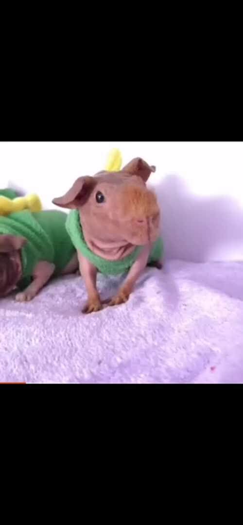 Small Animal Sweater for Hairless Guinea Pig Dinosaur Costume Shirt Autumn Winter Warm Wear Sweater Small Animal Clothes for Guinea Pig Skinny Pig Rabbit Chinchilla Kitten Puppy (S (0.44-0.66 lb))