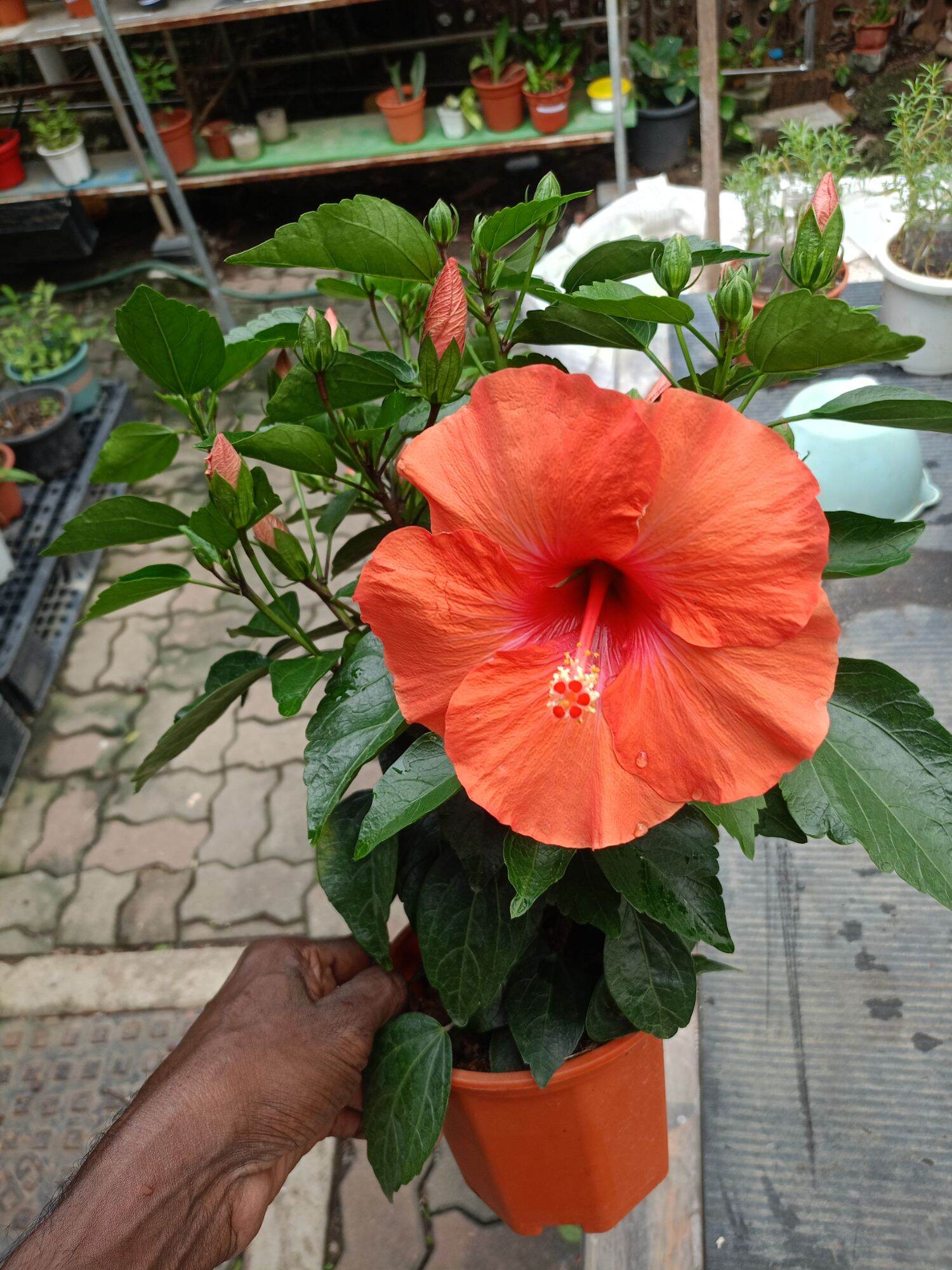 Hibiscus Live Plant Bundle - Potted Pink Flower Plant For Indoor
