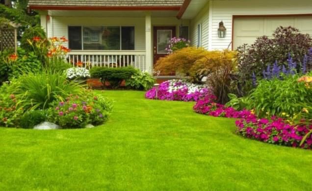 Carpet grass real live Japanese grass plant (10-100pcs bundle deal)  0.3meter x 1.5meter real live plant including installation. 