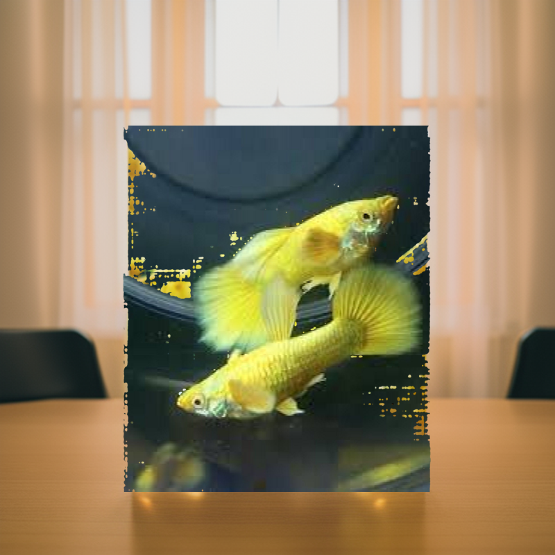 Guppy- Full gold (2 cặp trống-mái)